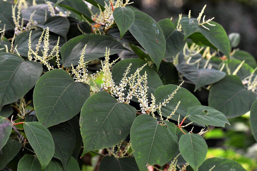 Japanese knotweed facts - Crompton Halliwell Solicitors in Bury